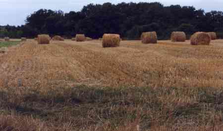 Adjacent hayfield