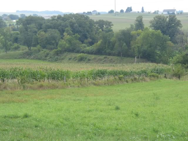 0085_cornfield