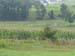 0084_corn_cows_farm